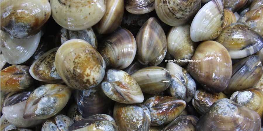 Mùa sinh sản của ngao vạng là vào mùa hè. Ảnh Conchology.