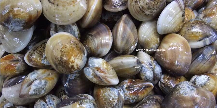 Mùa sinh sản của ngao vạng là vào mùa hè. Ảnh Conchology.