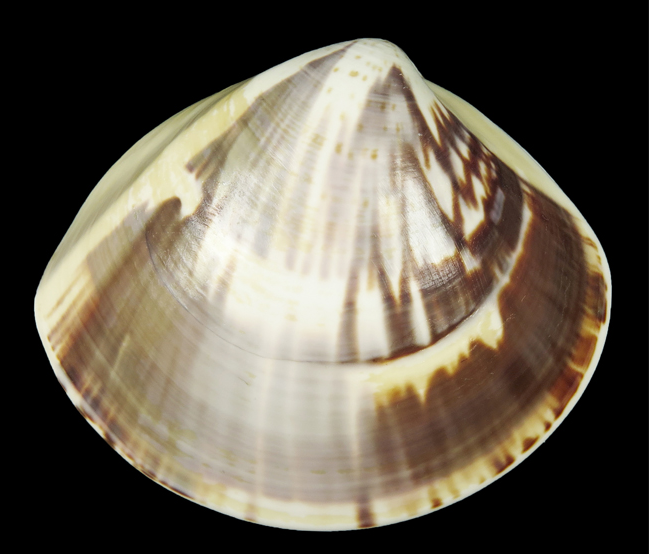 Trên thế giới, con ngao vạng phân bố ở các vùng biển Trung Quốc, Nhật Bản, Triều Tiên. Ảnh googleapis.