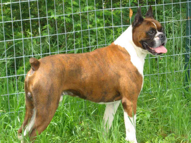 Chó võ sĩ màu trắng không được công nhận là chó thuần chủng. Những chú chó có màu này thường hay bị điếc. Ảnh petcollectionworld.