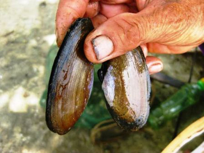 Ở Việt Nam, phi có ở nhiều vùng ven biển Thanh Hóa như Hải Lộc (Hậu Lộc), Lạch Ghép (Quảng Xương), Lạch Hới (Sầm Sơn). Ảnh vov.