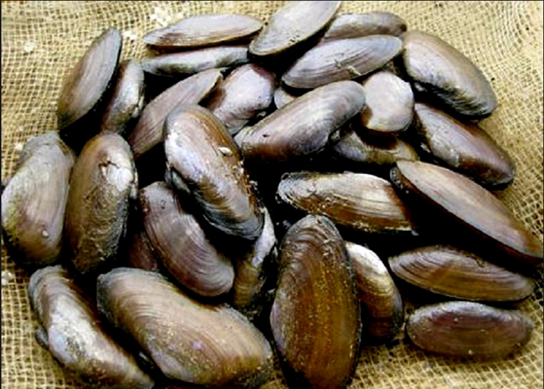 Bắt phi là một công việc khó nhọc và vất vả, phải dựa vào con nước. Nước ròng kiệt (nước cạn), trời yên biển lặng thì nó mới chịu đưa vòi lên kiếm ăn, khi ấy mới dễ bắt. Ảnh wordpress.