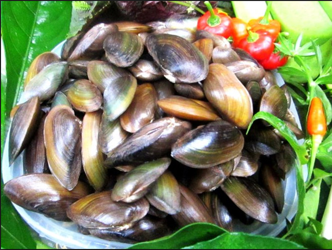 Phi được xem là đặc sản quý hiếm. Thậm chí, ngày xưa, phi còn là sản vật tiến vua. Ảnh blogspot.