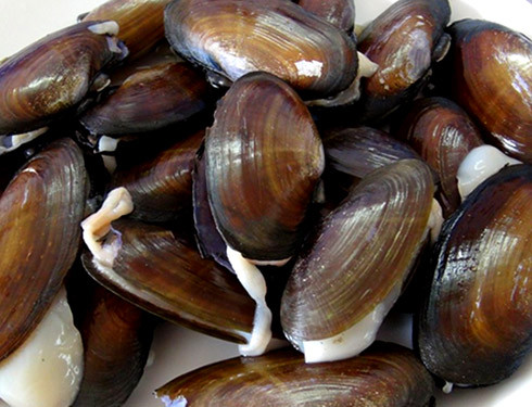 Ruột phi màu trắng ngần và có 2 tua dài. 2 chiếc tua này đóng vai trò là 2 chiếc “ăng ten” cực kỳ nhạy, có bất cứ động tĩnh gì nó sẽ chui sâu dưới cát. Ảnh dulichhanoi.