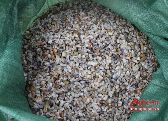 Con dắt là kiếm ăn vào nửa đêm cho đến hết buổi sáng. Vì vậy, để bắt được dắt, ngư dân phải đi cào dắt từ đêm. Ảnh baonghean.