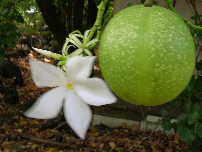 Cây mướp sát vàng có hoa màu trắng rất thơm, lá mọc so le. Cây ra hoa từ tháng 3- tháng 5, ra quả từ tháng 6 - tháng 8. Ảnh wikimedia.