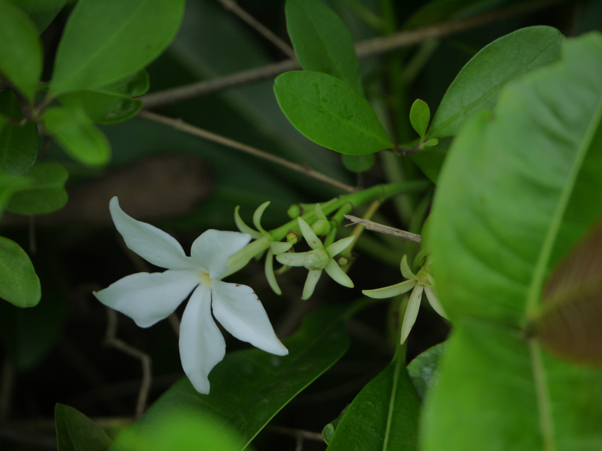 Hạt của cây mướp sát vàng rất độc. Vì vậy mà ở Ấn Độ, nhiều phụ nữ đã ăn quả mướp sát vàng để tự tử. Ảnh wikimedia.