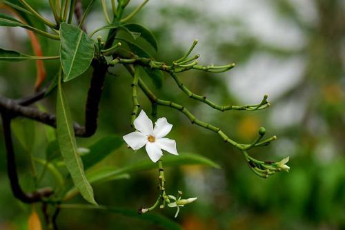 Đặc biệt, toàn thần cây mướp sát vàng là nhựa màu trắng nhưng khi gặp axit sẽ chuyển thành màu xanh lục. Ảnh wordpress.
