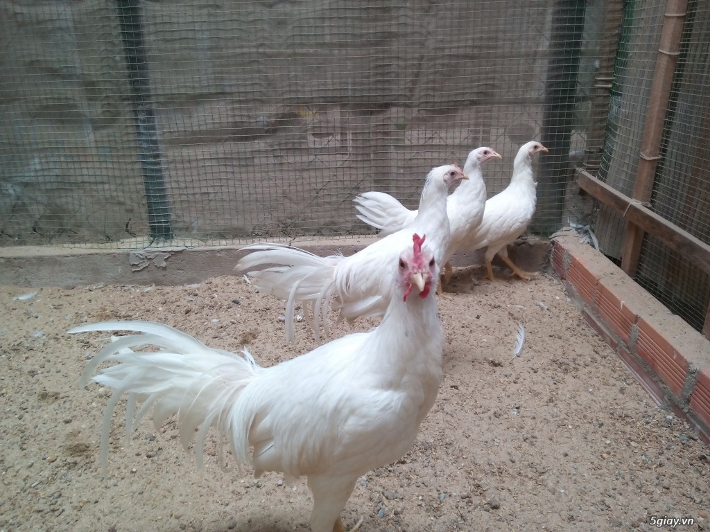 Gà Onagadori mái đẻ và ấp trứng giỏi. Ảnh 5giay.
