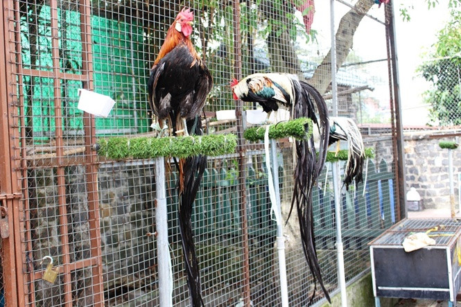 Ở Nhật Bản, giống gà Onagadori là giống gà cao quý được bảo vệ bởi chính quyền đất nước này trong nhiều năm trời. Thậm chí, gà Onagadori còn được xem là có vai trò quan trọng trong văn hóa Nhật Bản. Ảnh bioted.