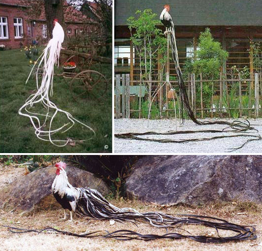 Do có bộ lông đẹp nên gà Onagadori thường được nuôi làm cảnh hoặc để tham gia trưng bày. Ảnh tiryimyim.