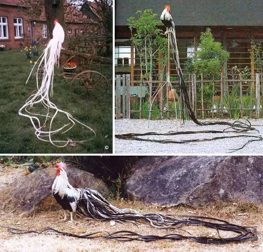 Do có bộ lông đẹp nên gà Onagadori thường được nuôi làm cảnh hoặc để tham gia trưng bày. Ảnh tiryimyim.