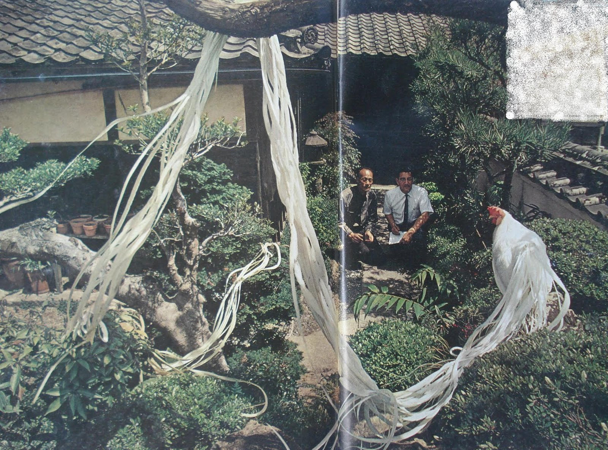 Ước tính, mỗi năm đuôi gà Onagadori sẽ dài thêm 1-1,5 m tùy cách chăm sóc. Ảnh japo.