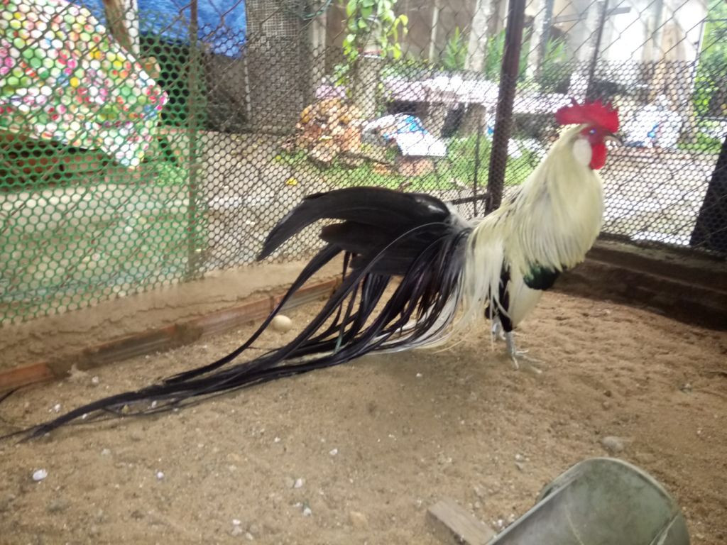 Gà Onagadori là một trong 20 giống gà nội địa tuyệt vời nhất Nhật Bản. Đây cũng là giống gà kỳ lạ nhất trong số 10.000 loài động vật lông vũ. Ảnh chiliweb.