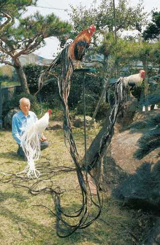 Gà Onagadori độc đáo ở phần lông phụng, lông măng cũng như lông mã phát triển suốt đời. Bên cạnh đó, một điểm nổi bật của giống gà này là sở hữu chiếc đuôi rất dài, có thể dài tới 7m. Ảnh muabangachoi.