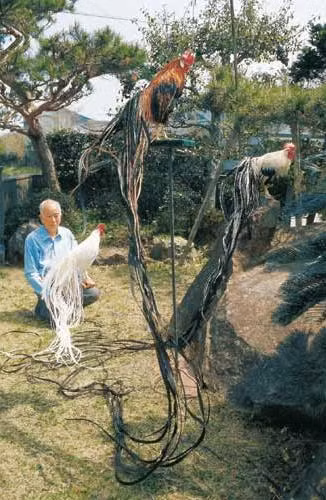 Gà Onagadori độc đáo ở phần lông phụng, lông măng cũng như lông mã phát triển suốt đời. Bên cạnh đó, một điểm nổi bật của giống gà này là sở hữu chiếc đuôi rất dài, có thể dài tới 7m. Ảnh muabangachoi.