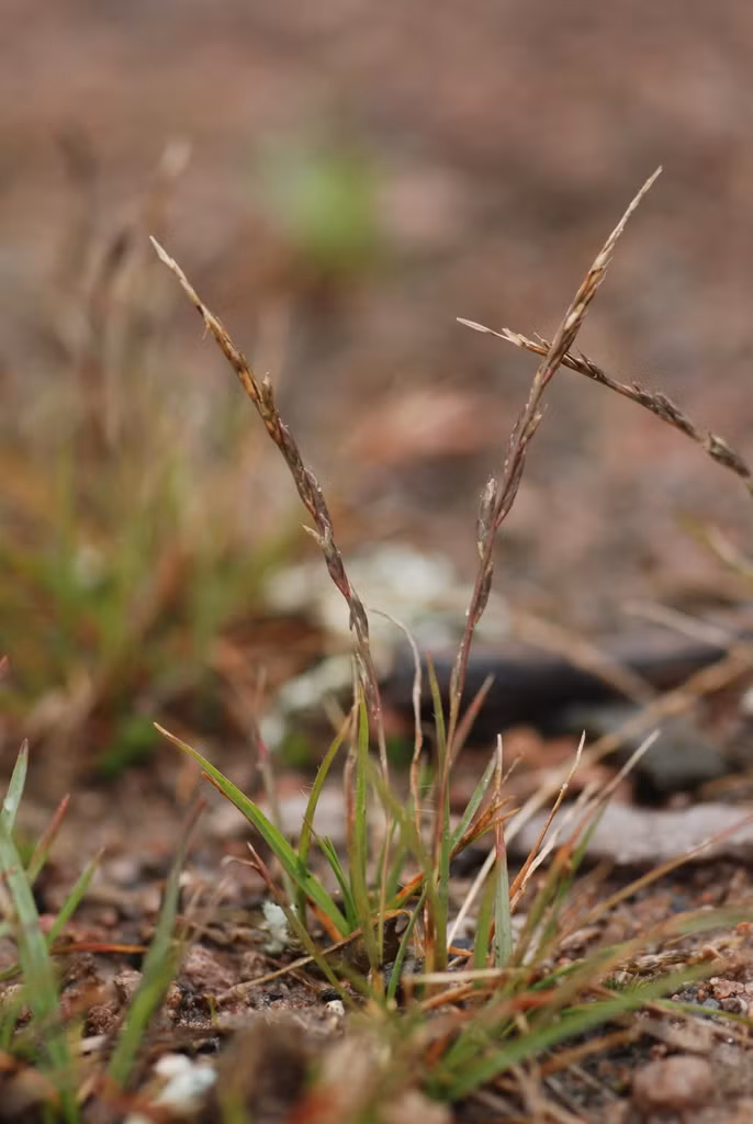 Khi gặp hạn hán, cỏ Tripogon loliiformis tích lũy đường trehalose và kiểm soát nó để kích hoạt quá trình phục sinh khi cần thiết. Ảnh inaturalist.