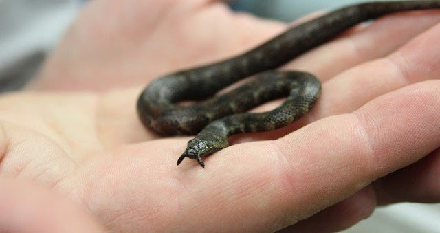 Rắn xúc tu có chiều dài tương đối ngắn, chỉ khoảng 90cm. Ảnh blogspot.