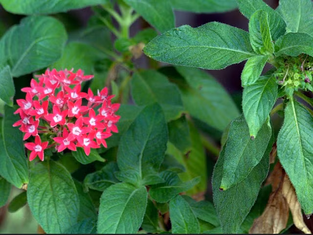 Cây hoa diễm châu có nguồn gốc từ Yemen đến Đông Phi. Ảnh cayxanhtruclam.