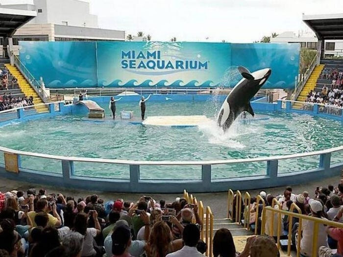 Chuyen buon cua chu ca voi bi bat nhot, giam cam hon 50 nam-Hinh-2