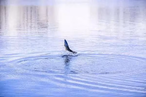 Khi ca nhay len khoi mat nuoc, vi sao khong nen vung can cau?