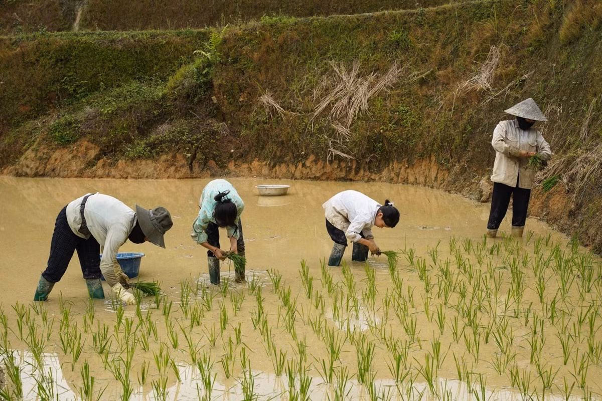 Cao Bo mua nuoc do - buc tranh hoang so giua dai ngan-Hinh-7