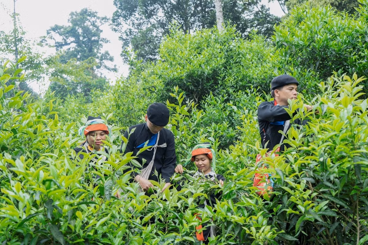 Cao Bo mua nuoc do - buc tranh hoang so giua dai ngan-Hinh-12