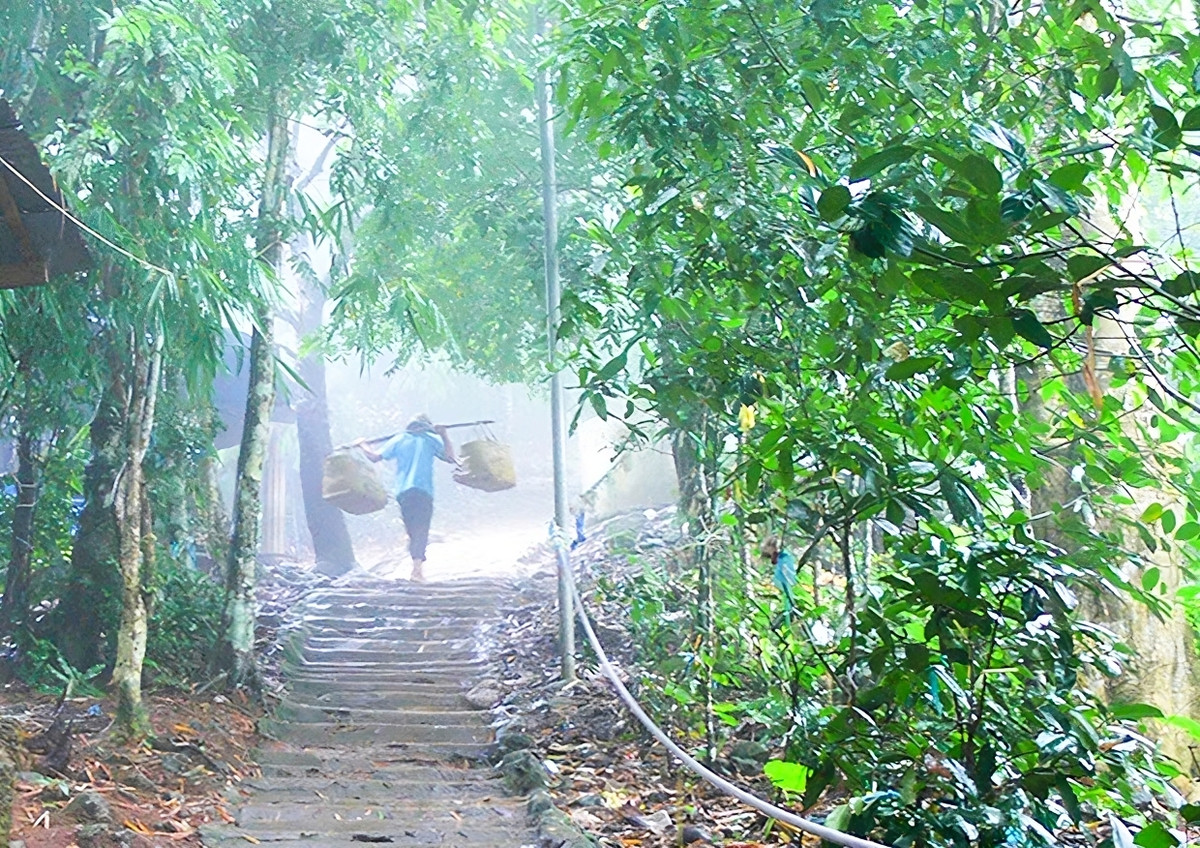 Thời điểm buổi sớm, đỉnh Bồ Hong (núi Cấm) luôn ấp ôm mây, sương đọng trên những phiến lá chảy từng “giọt buồn” rủ rượi. Đi trong màn sương, du khách cảm nhận cái se lạnh dễ chịu luồn trong gió.