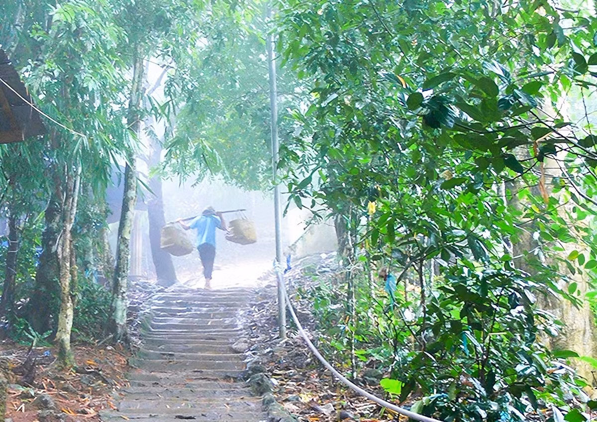 Thời điểm buổi sớm, đỉnh Bồ Hong (núi Cấm) luôn ấp ôm mây, sương đọng trên những phiến lá chảy từng “giọt buồn” rủ rượi. Đi trong màn sương, du khách cảm nhận cái se lạnh dễ chịu luồn trong gió.