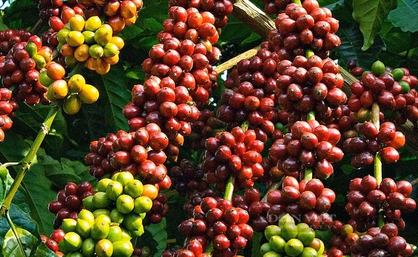 Tinh nao duoc menh danh la 