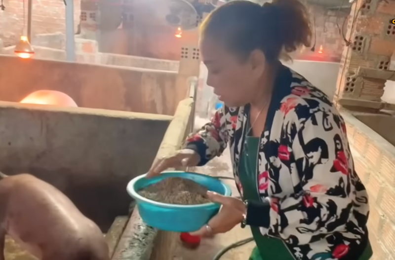 Siu Black cho heo ăn. Nữ ca sĩ cho biết, vợ chồng cô dậy từ 4h sáng để chăm heo. Ảnh: Vietnamnet.