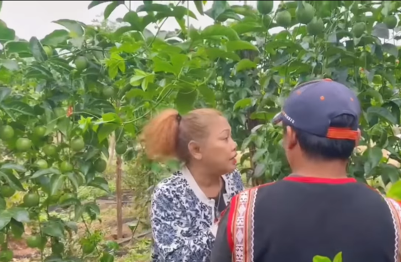 Siu Black lên rẫy hái chanh. Nữ ca sĩ chia sẻ, cô được hai người em hỗ trợ kinh doanh chanh. Ảnh chụp màn hình