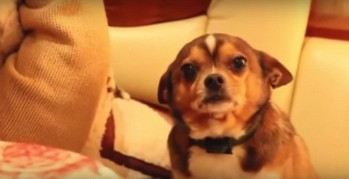 Cho chihuahua hoi loi bang khuon mat toi nghiep dang yeu