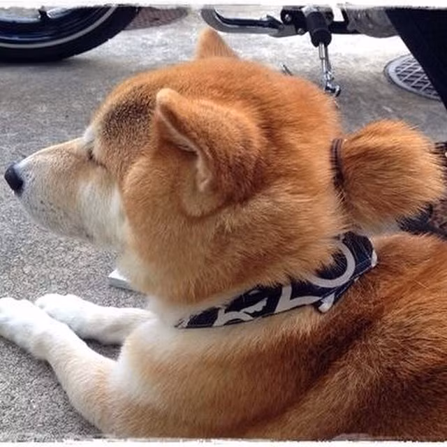 Không thể búi thì có thể buộc, nhìn cũng rất "ngầu" và cá tính.