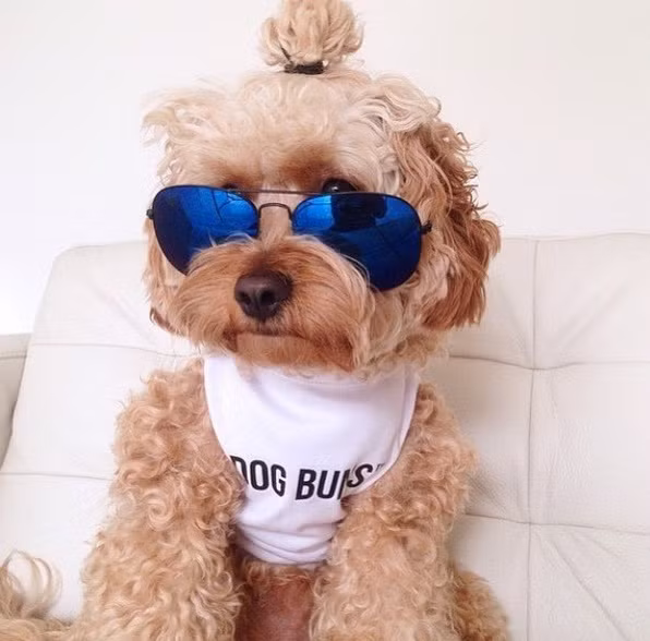 Những ngôi sao động vật trên mạng xã hội nổi tiếng Instagram lại càng không thể bỏ qua xu hướng tóc búi trẻ trung, cá tính mà lại rất phong cách này.