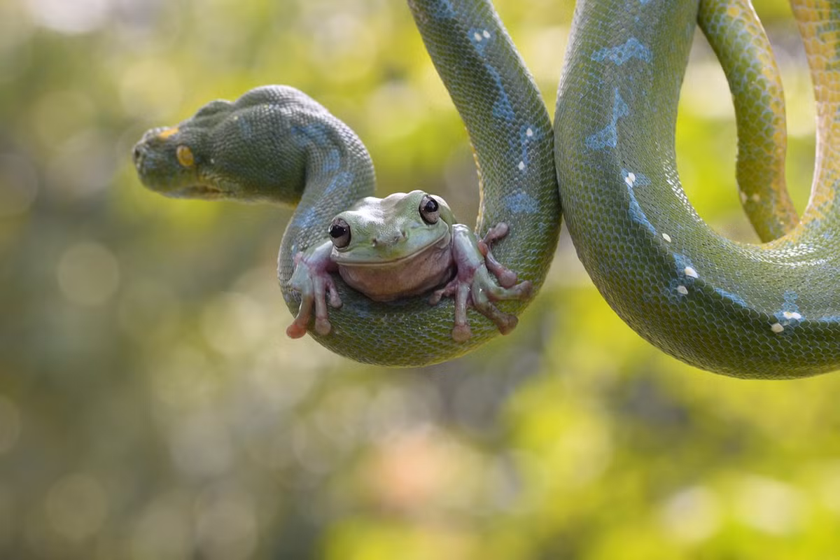 Được biết do lớn lên cùng nhau trong điều kiện nuôi nhốt nên cặp đôi kỳ lạ này hoàn toàn thoải mái trong môi trường của nhau, vô tri vô giác trở thành một đôi bạn.