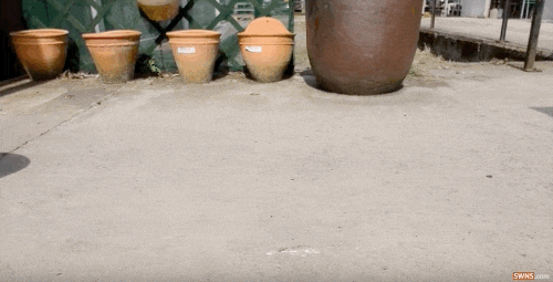 Bertha là một cô thỏ liệt hai chân sau một chấn thương đau đớn, mất khả năng đi lại. Các bác sĩ thú y đã bỏ cuộc vì không tìm ra phương pháp chữa trị cho cô. Họ cũng khuyên chủ nhân của Bertha, Melanie James từ bỏ hy vọng.