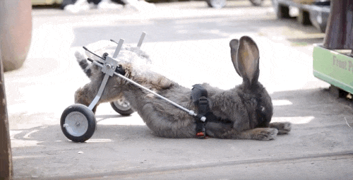 Tuy nhiên, rất may là Melanie James không nghe lời của các bác sĩ thú y, cô không bỏ rơi con thỏ đáng yêu mới chỉ 4 tuổi, thú cưng mà cô nhận nuôi từ khi nó còn sơ sinh.