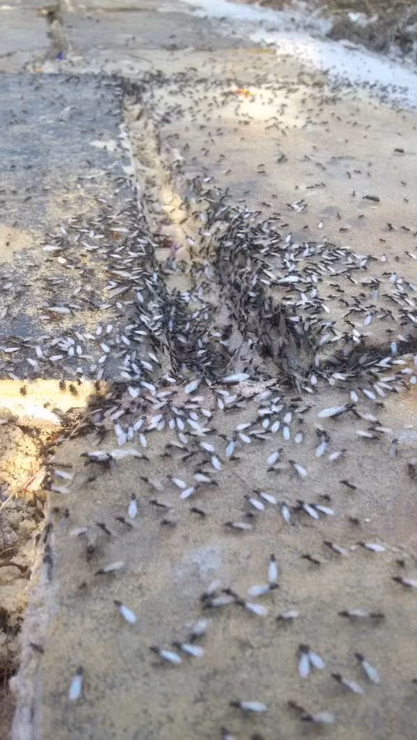 Những con kiến này được ví như núi lửa phun trào, lũ lượt bò ra và đi lang thang khắp vườn, chui vào các hộ gia đình và ở lỳ trong đó.