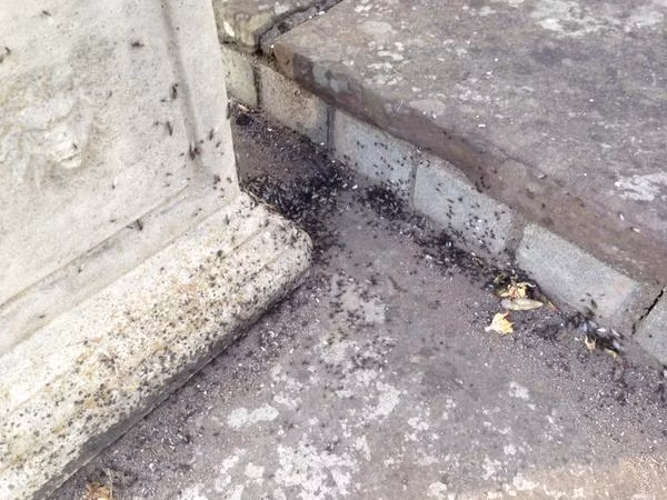 Chúng chui ra từ lòng đất và du ngoạn khắp mọi nơi, tụ tập thành đàn gây ra cảm giác rợn người.