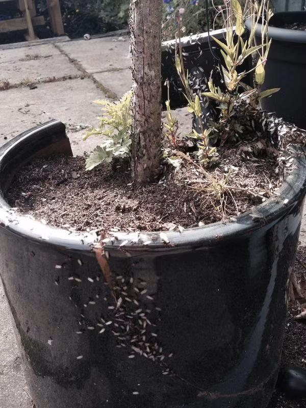 Kiến bay bò ra từ một chậu cây và bu kín thân cây, chậu cây trông rất đáng sợ.