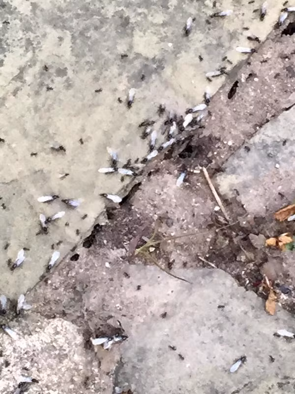 Có vẻ từ sau bộ phim "Người Kiến" - một siêu anh hùng tý hon của hãng Marvel được công chiếu, chủ đề về các loài kiến được đặc biệt quan tâm, ngày càng nhiều những hình ảnh kiến bay "xâm chiếm" nước Anh được đăng tải.