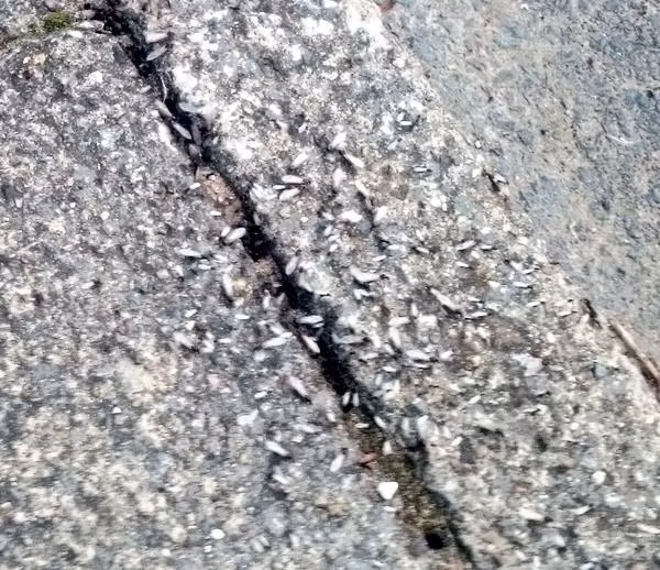 Vừa qua, rất nhiều người dân ở Anh đã phàn nàn rằng họ vô cùng hoảng sợ khi thấy hàng triệu con kiến xâm chiếm lãnh thổ, chúng bay từ lòng đất chui lên và "xâm chiếm" nhà cửa, vườn tược của họ.