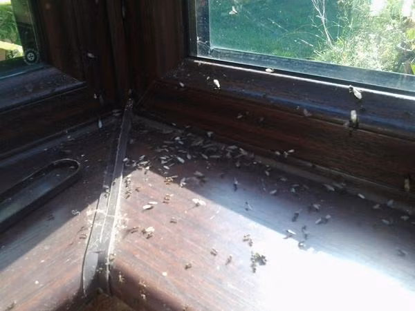 Kiến bay chui vào trong nhà của con người và ở lỳ không chịu ra.