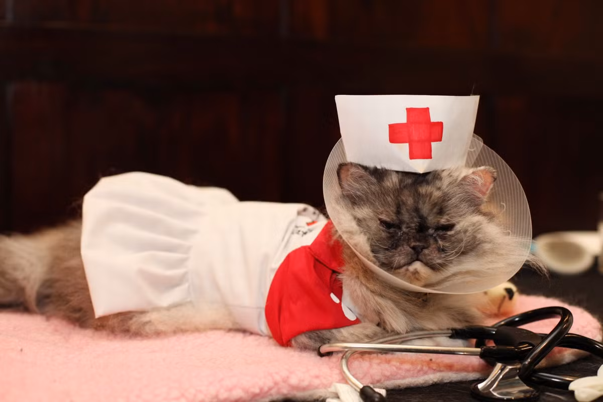 Mẫu mèo trong bộ đồ y tá pose hình nghiêm túc.