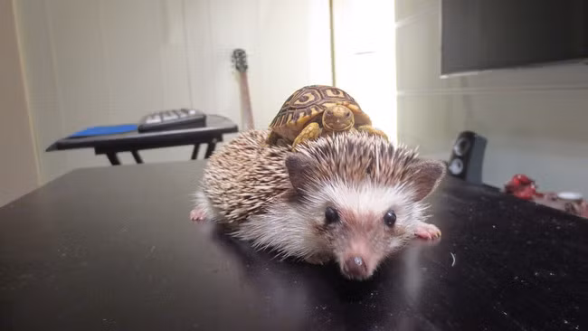 Nhím làm tài xế đừng có xù lông lên đấy nhé.