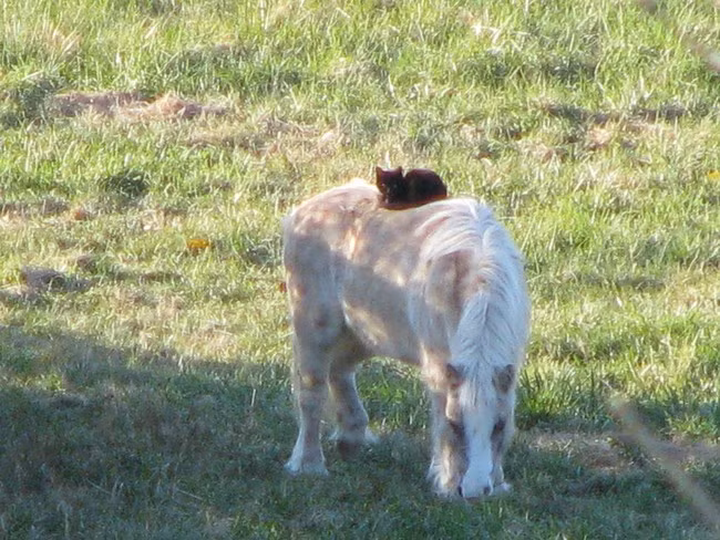 Ngày nào tớ cũng cưỡi bạn ngựa dạo chơi khắp trang trại.