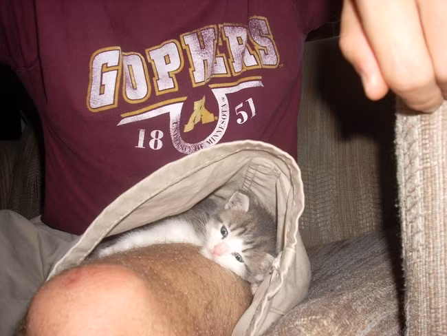 Trốn trong quần cậu chủ là an toàn nhất, không ai có thể nghi ngờ.