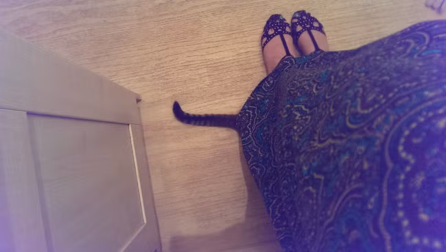 Mèo ta tin tưởng núp dưới váy của cô chủ nhưng quên mất là mình còn một cái đuôi rất dài.