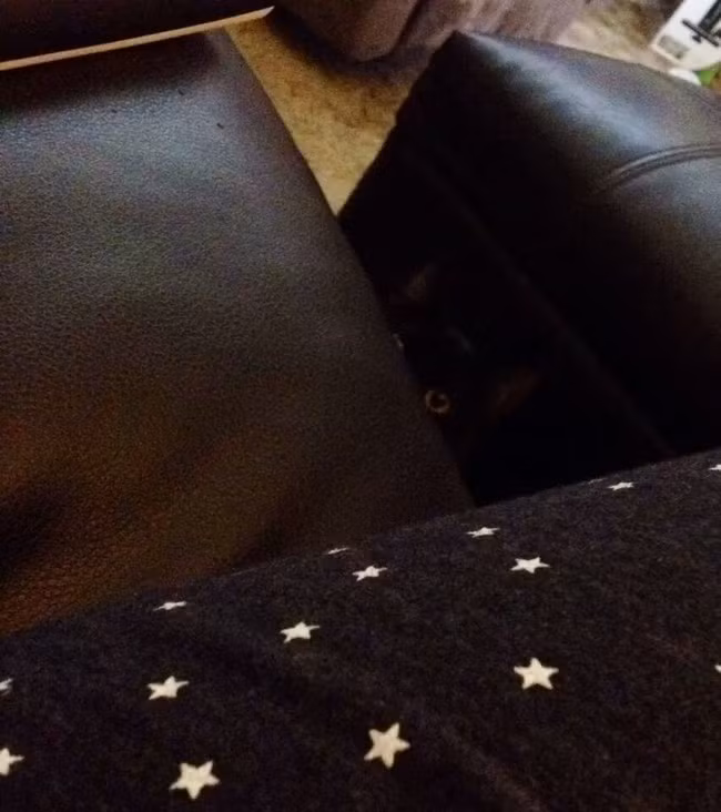 Với bộ lông đen tuyền của mình, chú mèo này sinh ra là để làm chủ trò chơi trốn tìm.